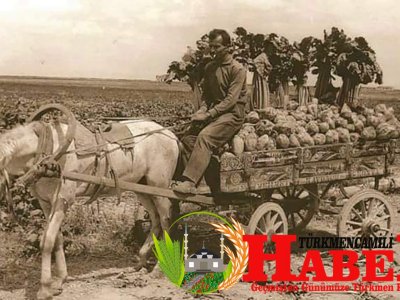 At arabası ile pancar çekme