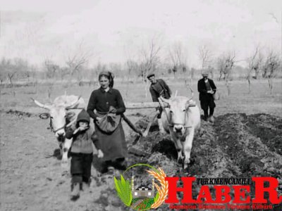 Öküz ile ekim zamanı